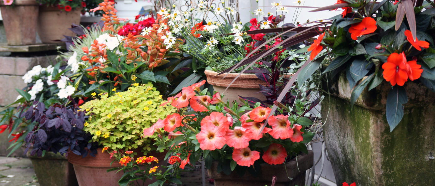 Cvetlični vrt v lončkih na terasi