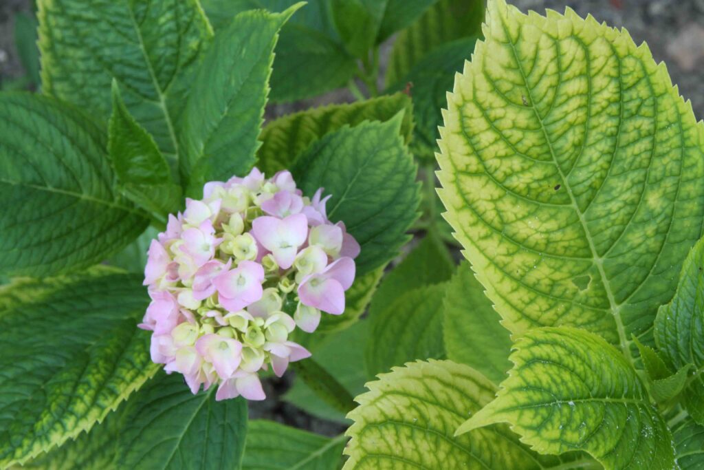 Kloroza na listih hortenzije