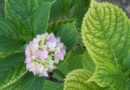 Kloroza na listih hortenzije