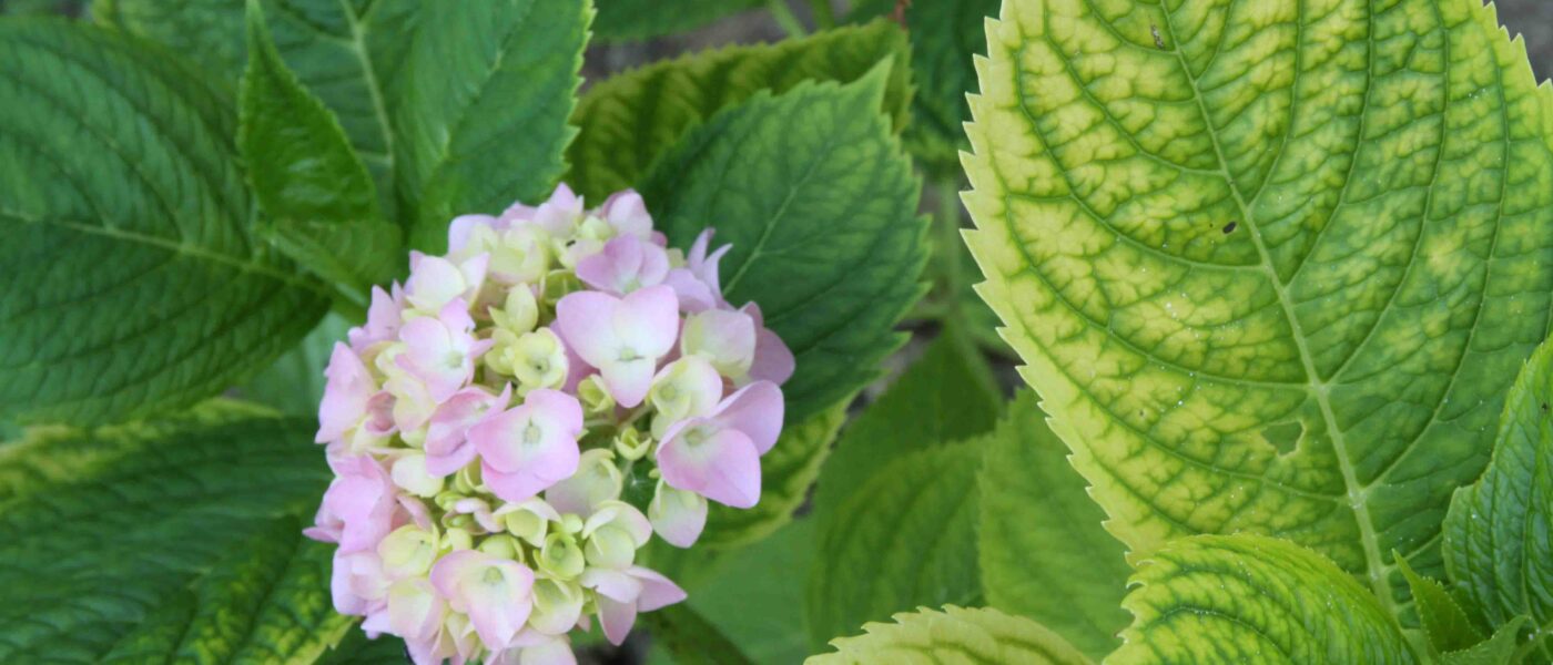 Kloroza na listih hortenzije