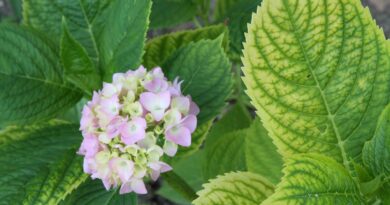Kloroza na listih hortenzije