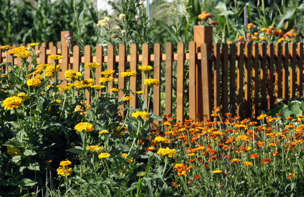 Lesena ograja na zelenjavnem vrtu, obsajena z enoletnimi cvetlicami - ognjičem in cinijami