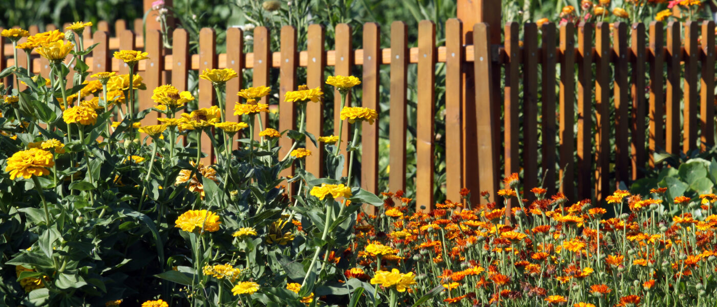 Lesena ograja na zelenjavnem vrtu, obsajena z enoletnimi cvetlicami - ognjičem in cinijami