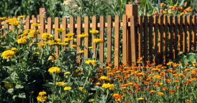 Lesena ograja na zelenjavnem vrtu, obsajena z enoletnimi cvetlicami - ognjičem in cinijami
