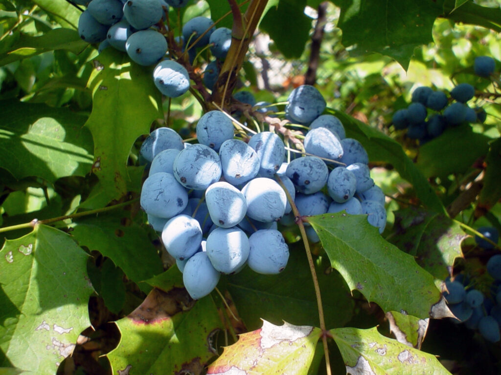 Mahonija (Mahonia aquifolium)