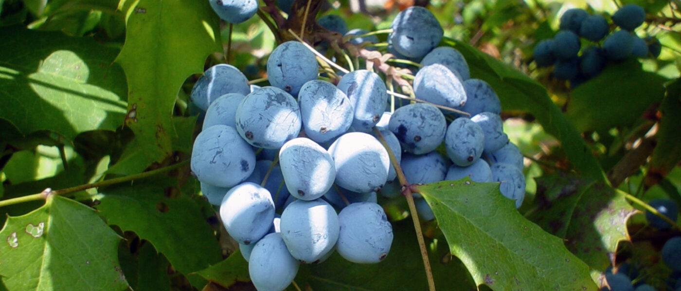 Mahonija (Mahonia aquifolium)