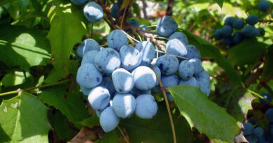 Mahonija (Mahonia aquifolium)