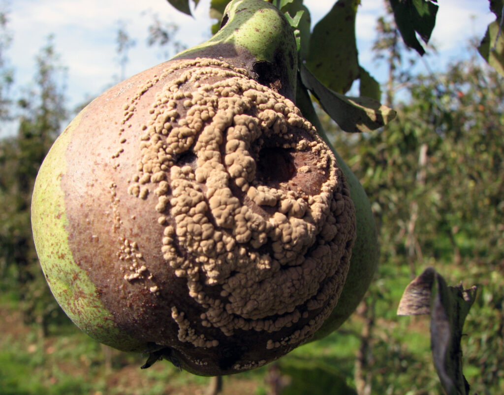 Sadna gniloba (Monilinia spp.)