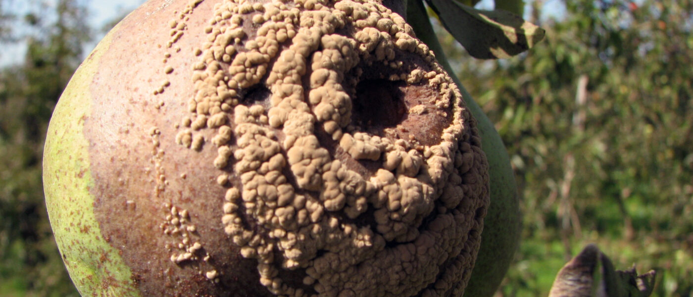 Sadna gniloba (Monilinia spp.)