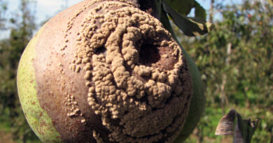 Sadna gniloba (Monilinia spp.)