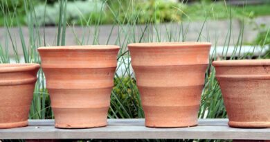Uporaba glinenih loncev za rastline
