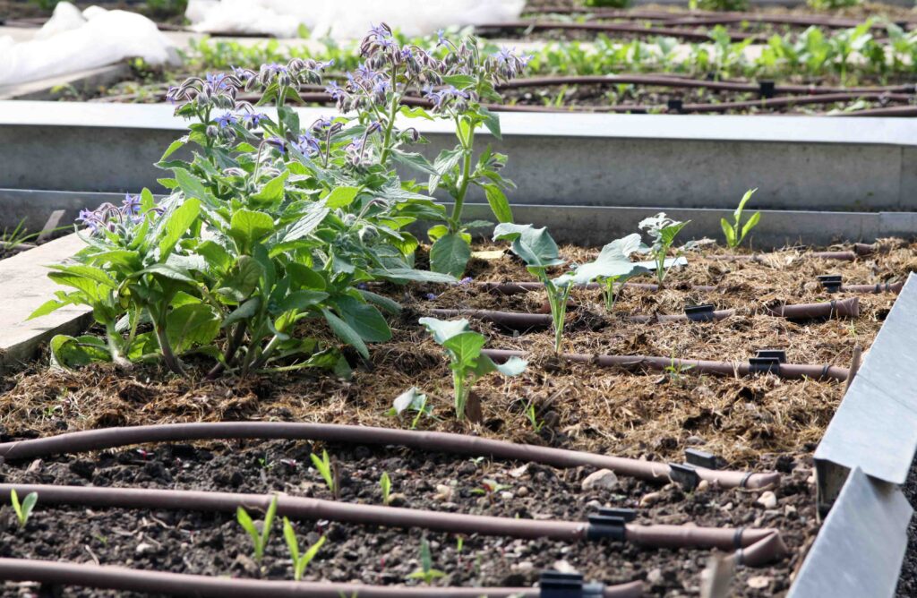 Urejene zelenjavne gredice z sistemom za namakanje vrnin in okrasnih rastlin