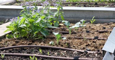 Urejene zelenjavne gredice z sistemom za namakanje vrnin in okrasnih rastlin