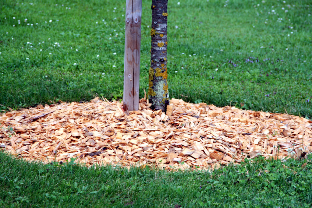 Zastiranje tal okoli dreves – naravna zaščita za zdravje tal in rastlin