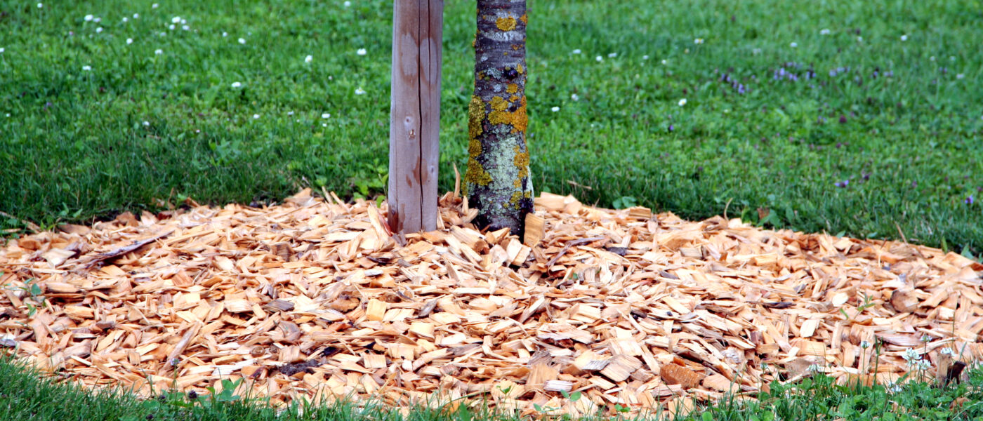 Zastiranje tal okoli dreves – naravna zaščita za zdravje tal in rastlin