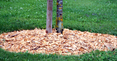 Zastiranje tal okoli dreves – naravna zaščita za zdravje tal in rastlin