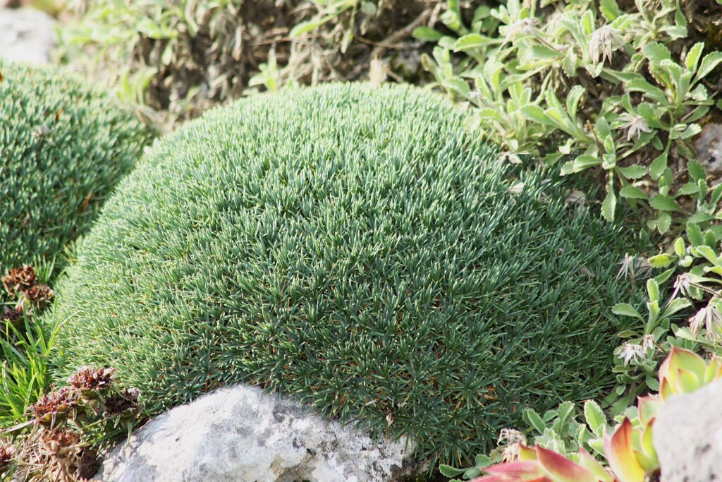 Acantholimon erinaceum v botaničnem vrtu Munchen (3)