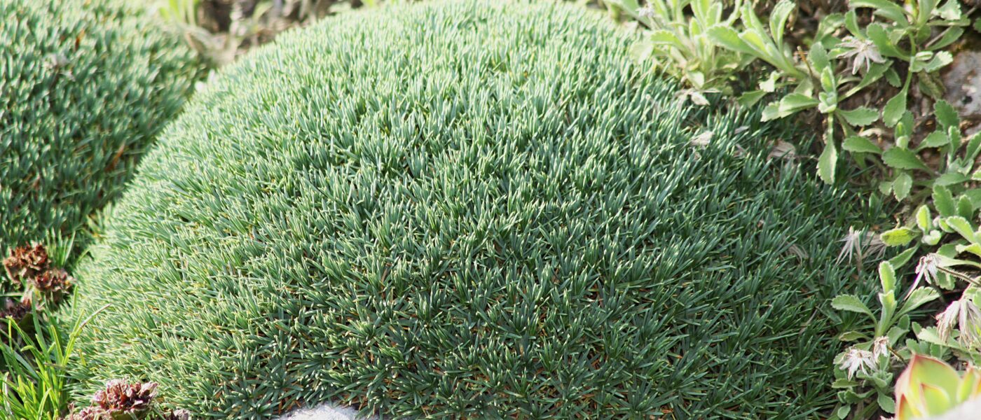 Acantholimon erinaceum v botaničnem vrtu Munchen (3)