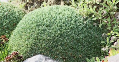 Acantholimon erinaceum v botaničnem vrtu Munchen (3)