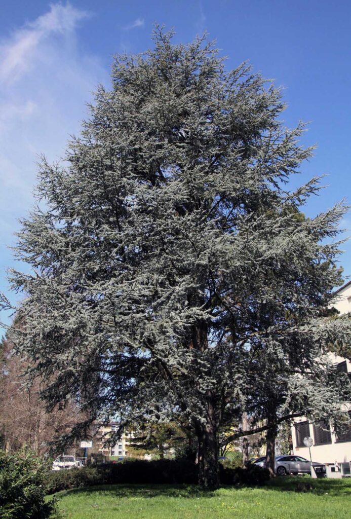 Atlaška cedra (Cedrusa atlantica glauca)