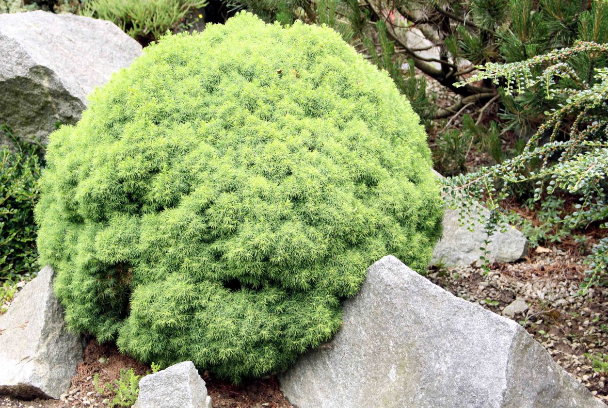 Bela smreka (Picea glauca), okrogel pritlikavi kultivar