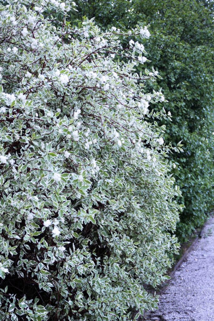 Beli dren (Cornus alba), Elegantissima, belopisanolistni kultivar