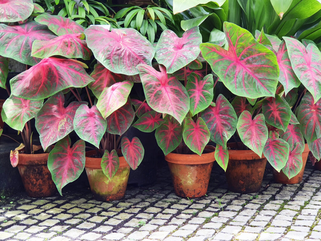 Caladium bicolor – slikovita lončnica za senco in polsenco