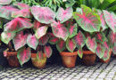Caladium bicolor – slikovita lončnica za senco in polsenco