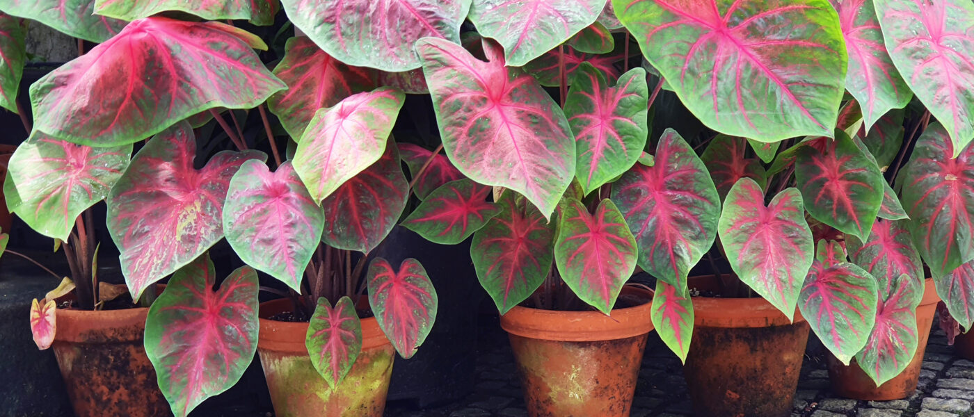 Caladium bicolor – slikovita lončnica za senco in polsenco