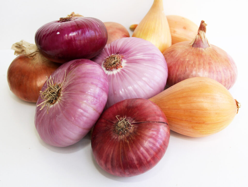 Čebula Ptujska rdeča, Tera, Belokranjka