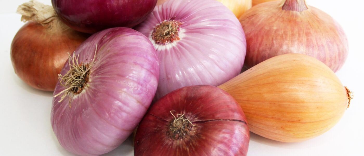 Čebula Ptujska rdeča, Tera, Belokranjka