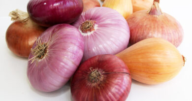 Čebula Ptujska rdeča, Tera, Belokranjka