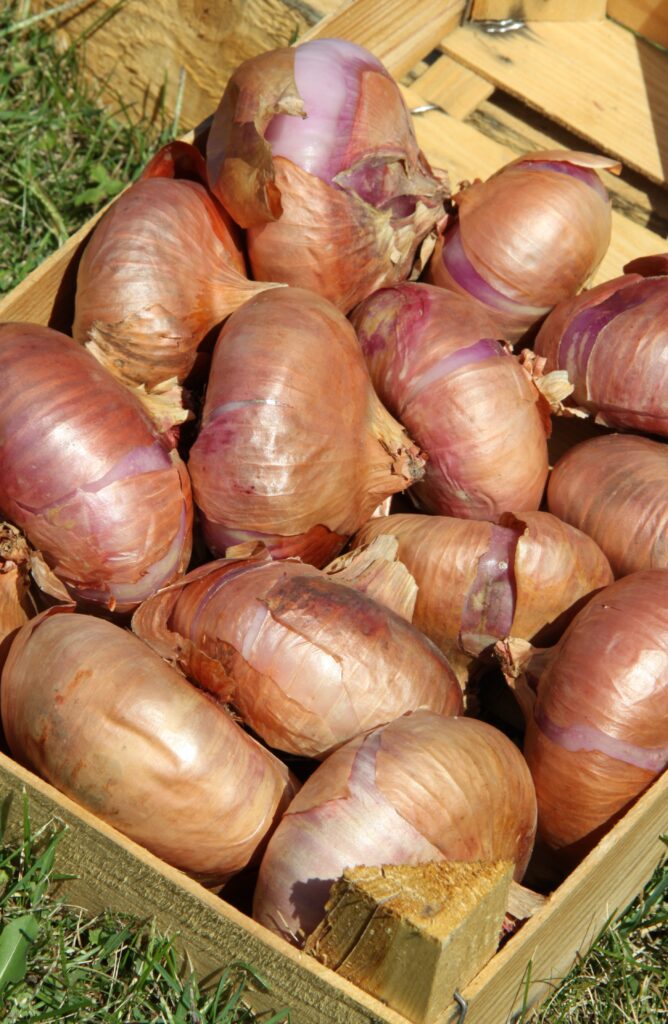 Čebula Ptujska rdeča iz domačega vrta