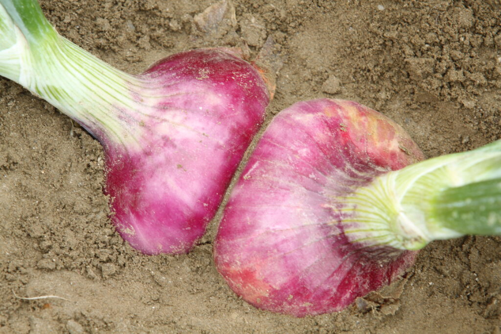 Čebula Ptujska rdeča, vzgoja iz semena s presajanjem sadik