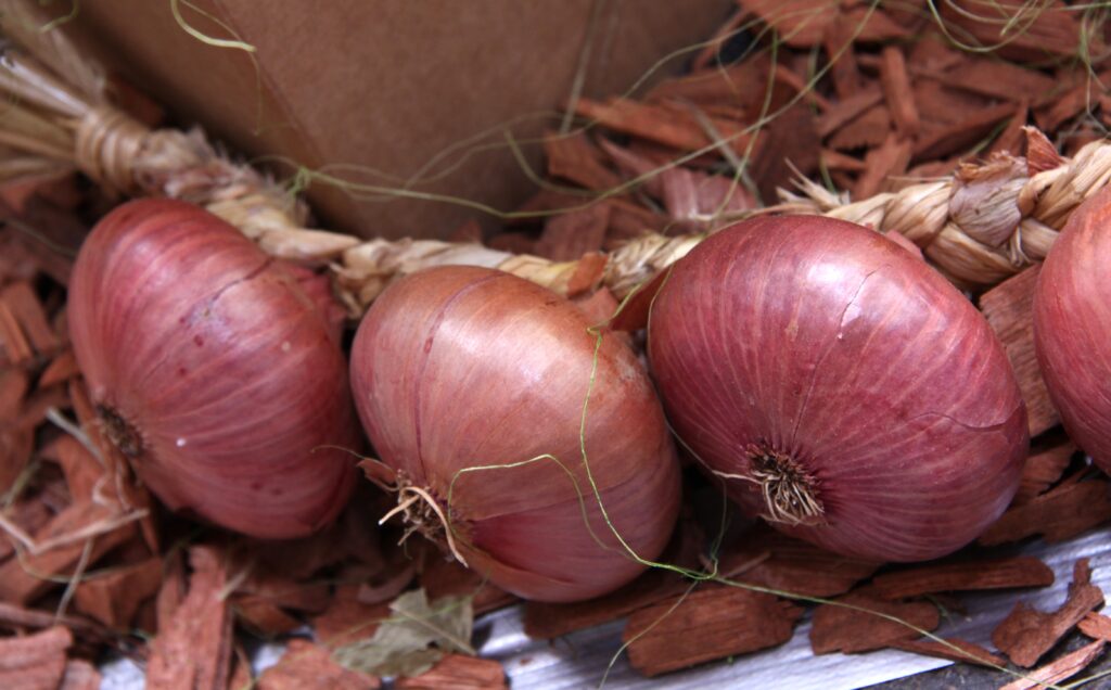 Čebula ptujska rdeča