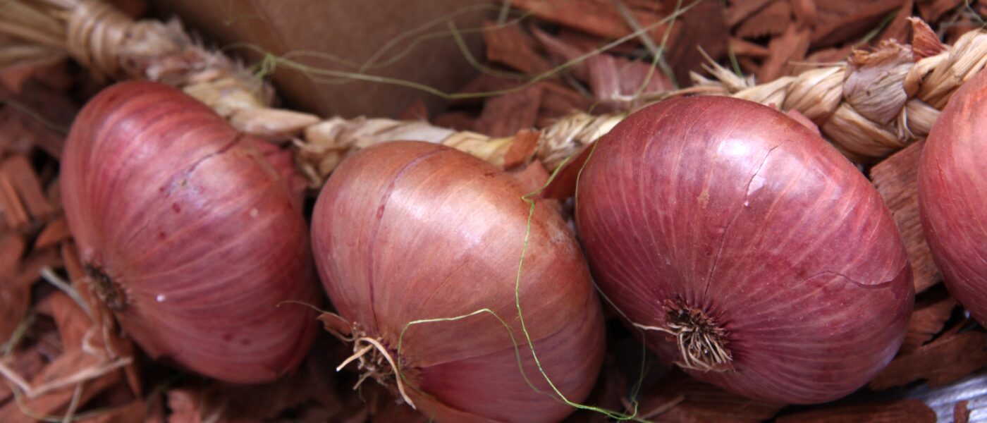 Čebula ptujska rdeča