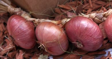 Čebula ptujska rdeča