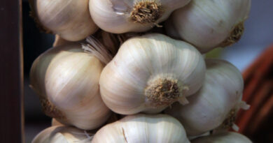 Pletna česnova kita