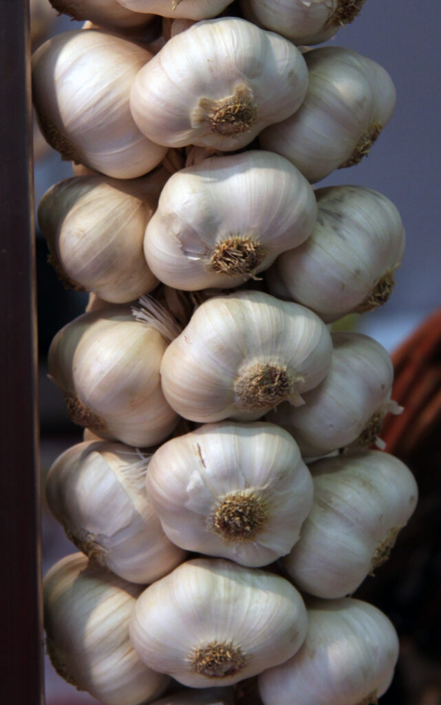 Pletna česnova kita