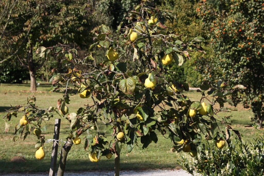 Cydonia oblonga - Velikoplodna kutina