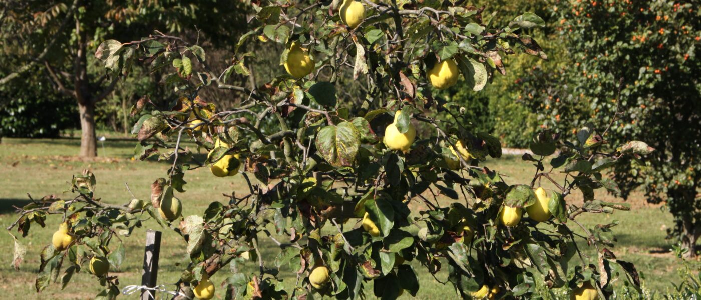 Cydonia oblonga - Velikoplodna kutina