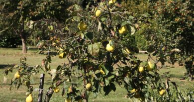Cydonia oblonga - Velikoplodna kutina