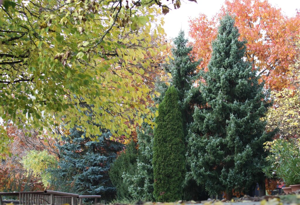 Iglavci so trajni okras vrta