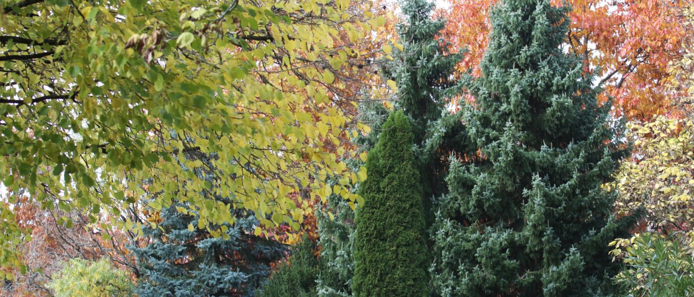 Iglavci so trajni okras vrta