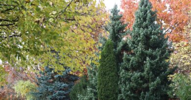 Iglavci so trajni okras vrta