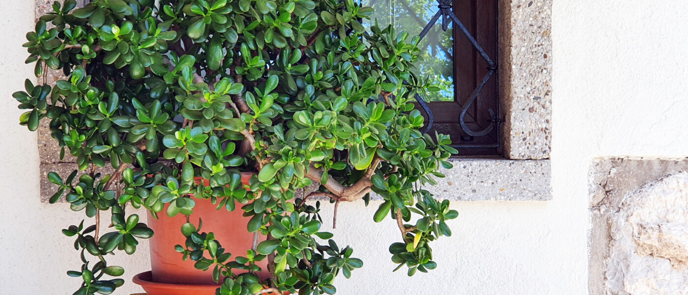 Krasula v loncu na terasi
