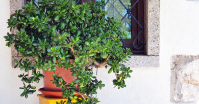 Krasula v loncu na terasi