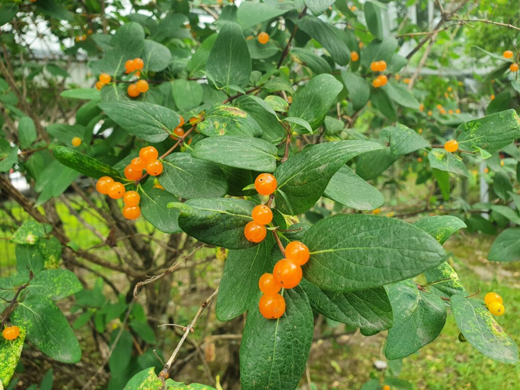 Lonicera tatarica, poznana tudi kot tatarska kovačnica