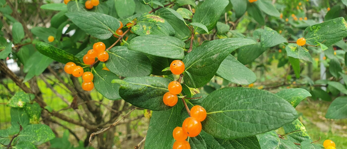 Lonicera tatarica, poznana tudi kot tatarska kovačnica