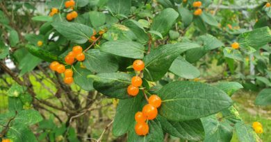 Lonicera tatarica, poznana tudi kot tatarska kovačnica